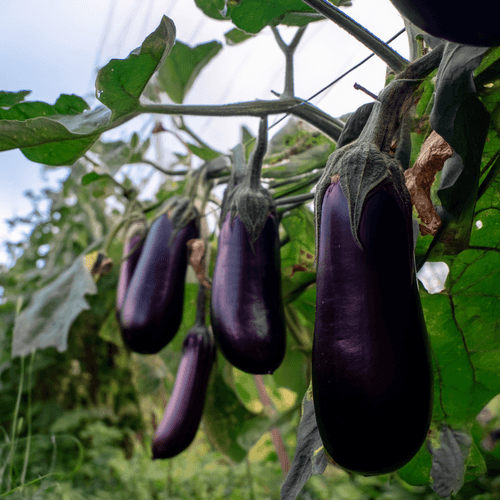 A close photo of eggplants