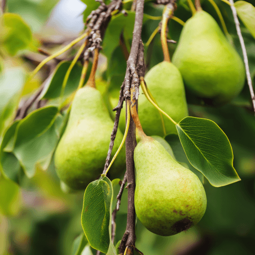 A close photo of a pear
